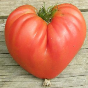 Tomate Coeur de Boeuf