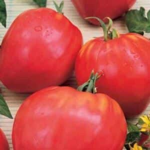 Tomate Coeur de Boeuf