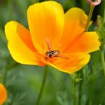 Eschscholzia Californica en fleur, Détails d'une fleur de Pavot de Californie, Graines d'Eschscholzia Californica en fleur, Graines de Pavot de Californie