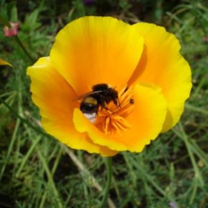 Eschscholzia Californica - Pavot de Californie