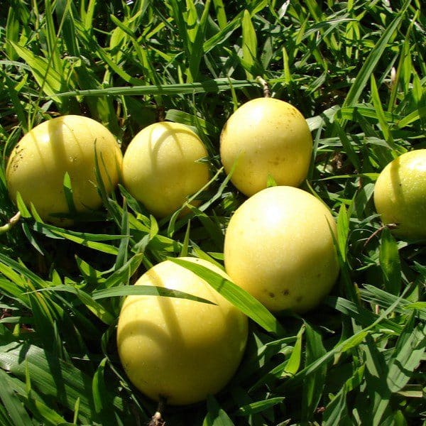Passiflora Edulis