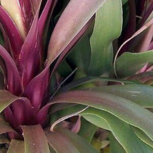 Beaucarnea guatemalensis – Pied d’éléphant rouge