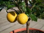 Bergamote - Citrus bergamia