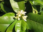 Bergamote - Citrus bergamia