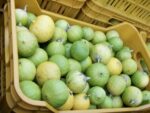 Bergamote - Citrus bergamia