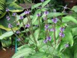 Verveine officinale - Verbena officinalis
