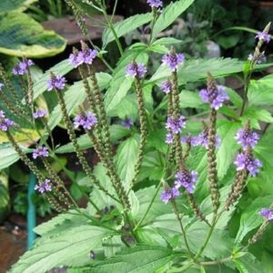 Verveine officinale - Verbena officinalis