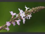 Verveine officinale - Verbena officinalis