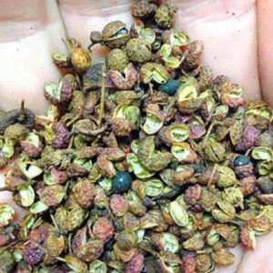Zanthoxylum piperitum, Poivre de Sichuan