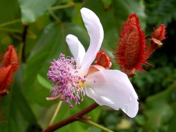 Bixa orellana - Fleur (CC BY-SA 3.0 - Fpalli)