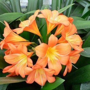 Graines de Clivia miniata, graines de Clivie vermillon