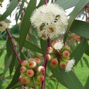 Eucalyptus radiata - Floraison