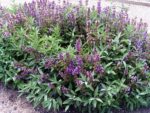 Salvia Officinalis - Sauge officinale