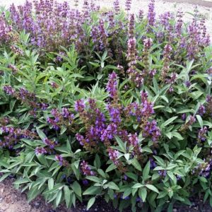 Salvia Officinalis - Sauge officinale
