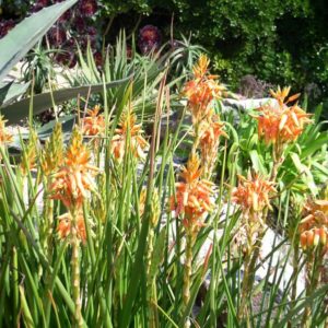 Aloe Cooperi - Aloès de Cooper