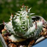 Aloe Erinacea