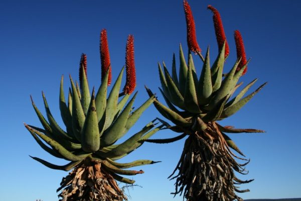 Aloe Ferox - Aloès du Cap