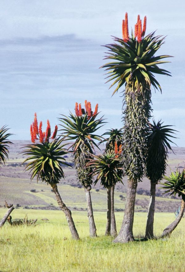 Aloe Ferox - Aloès du Cap
