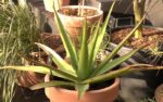 Aloe purpurea - Aloès pourpre - Lomatophyllum purpureum