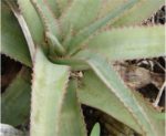 Aloe purpurea - Aloès pourpre - Lomatophyllum purpureum
