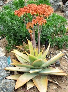 ALOE STRIATA 10 graines-Corail Aloe