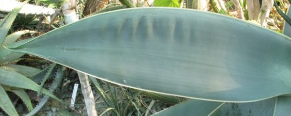 Aloe striata - Aloès corail - Coral aloe