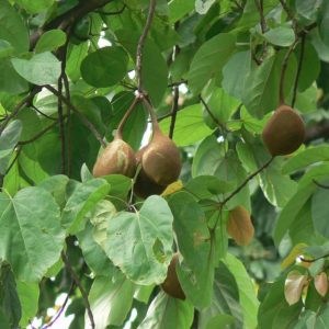 Noix de Bouddha - Pterygota alata