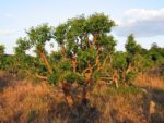 Yerba maté - Ilex paraguariensis