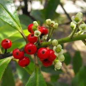 Yerba maté - Ilex paraguariensis