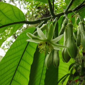 Passiflora macrophylla