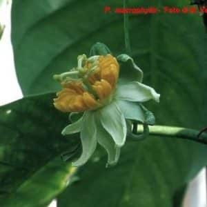 Passiflora macrophylla