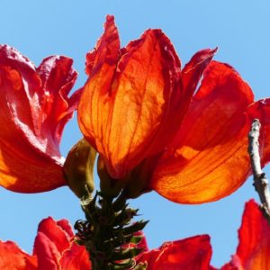 Spathodea campanulata - Tulipier du Gabon