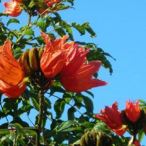 Spathodea campanulata - Tulipier du Gabon