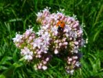 Valeriana officinalis - Valériane officinale
