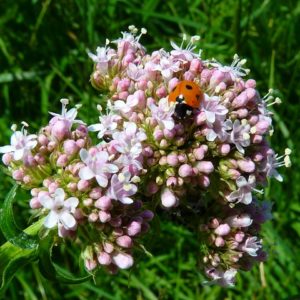 Valeriana officinalis - Valériane officinale