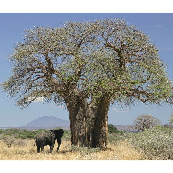 10Pcs Baobab Arbre Graines De Baobab Plante Extérieure Exotique Haute Germination 