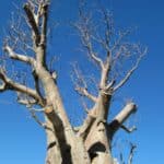 Graines de Baobab africain, Graines d'Adansonia digitata