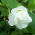 Clitorea Ternatea Alba double - Double white butterfly pea