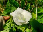 Clitorea Ternatea Alba double - Double white butterfly pea