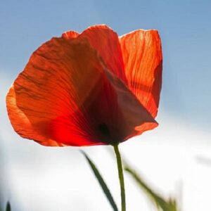 Coquelicot - Papaver rhoeas - Pavot des champs