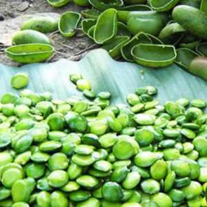 Griffonia simplicifolia 5-HTP