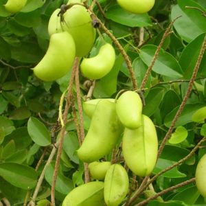Griffonia simplicifolia 5-HTP