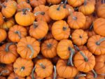 Courge Jack Be Little - Pomarine
