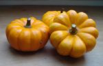 Courge Jack Be Little - Pomarine
