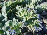 Mertensia maritima, Feuilles et Fleurs de Plante huître, Graines de Mertensia maritima, Graines de Plante huître