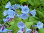 Mertensia maritima - Plante huître