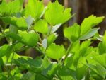 Livèche officinale - Céleri perpétuel
