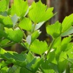 Livèche officinale - Céleri perpétuel