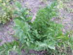 Livèche officinale - Céleri perpétuel