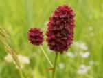 Pimprenelle - Sanguisorba minor